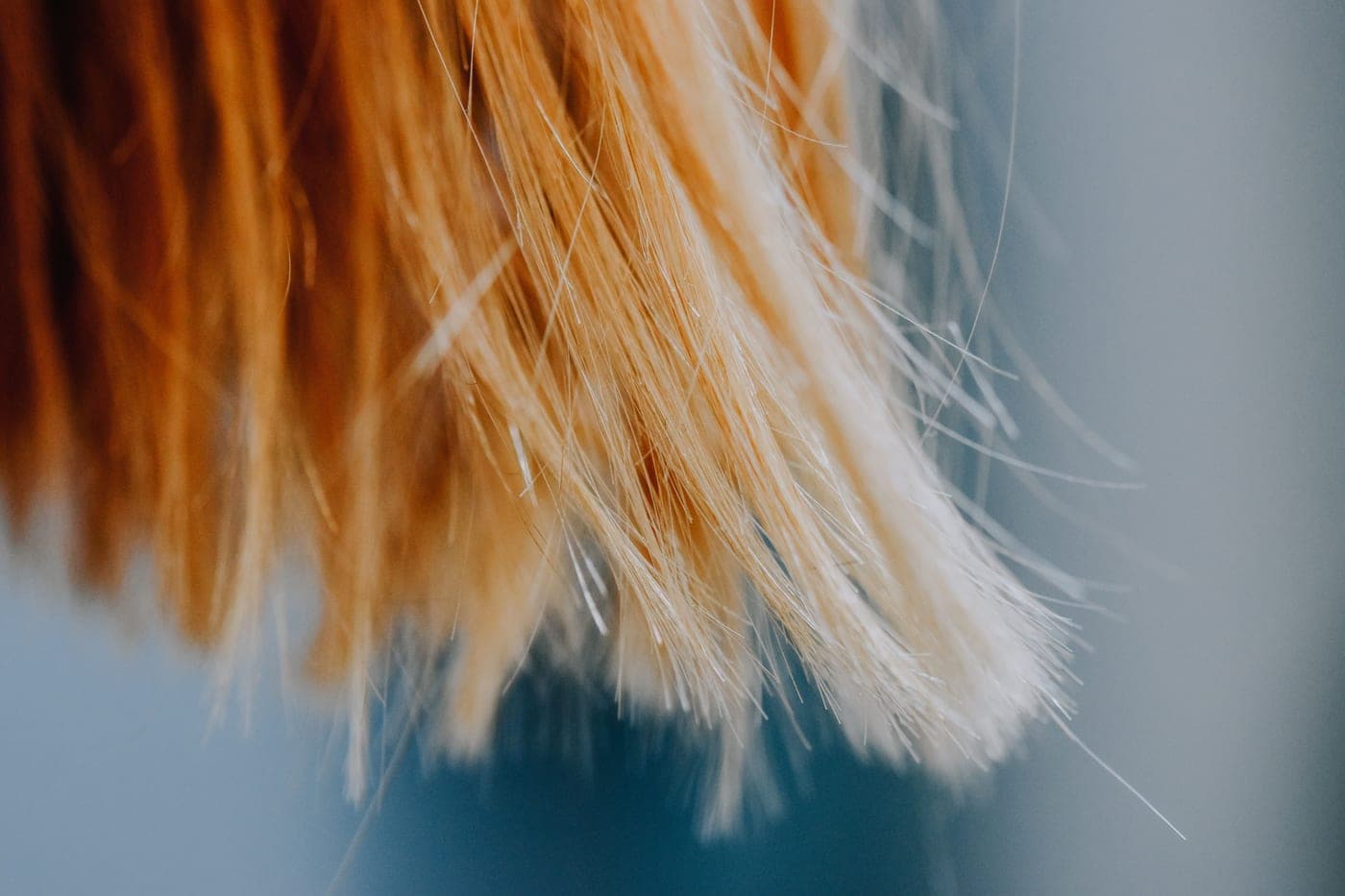 Close crop of pale blonde hair against a dark background